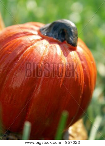 Zucca In natura 