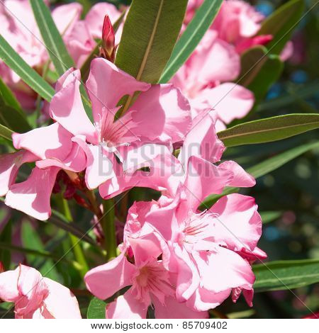 Pink Flower's Branch