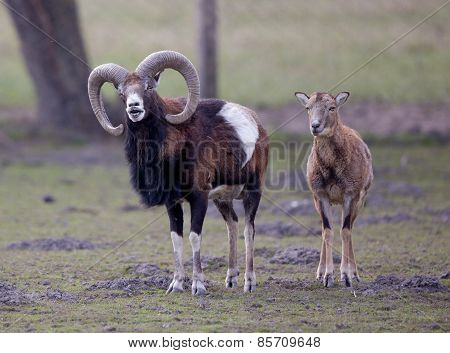 Mouflon Couple