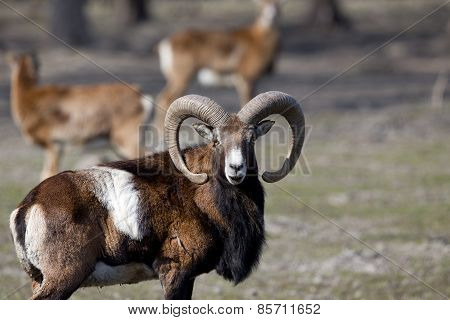 Mouflon Looking At Camera