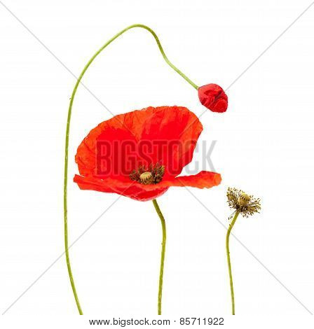 Bright Red Poppy Flower Isolated