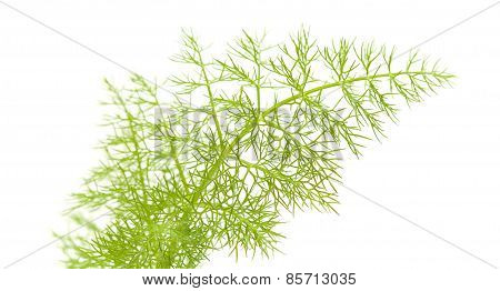 Fennel Leaf