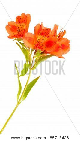 Orange Alstroemeria Isolated On White