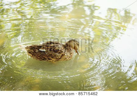 Duck On Water