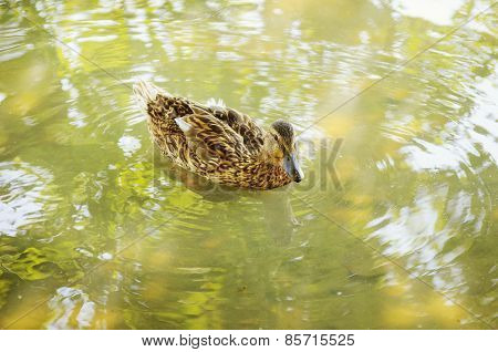Portrait  Of Duck