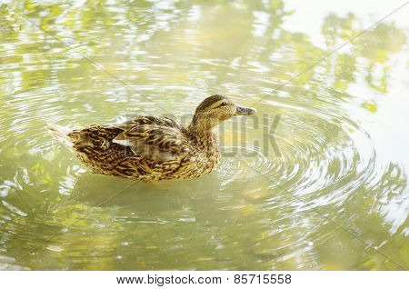 Wood Duck On The Water
