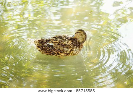Wood Duck