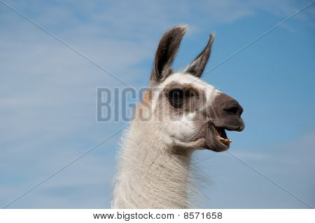 Lama