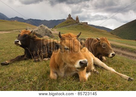 Georgia. Cows on the mountain pasture