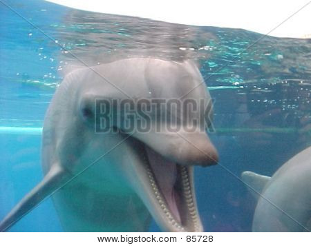 Delfino sorridente