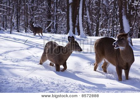 Deers
