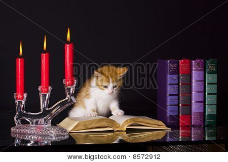 Biblioteket kat