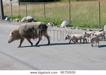 Pig Family On The Rode
