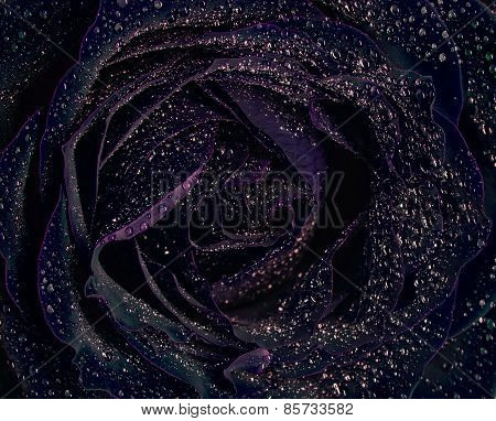 Black Rose