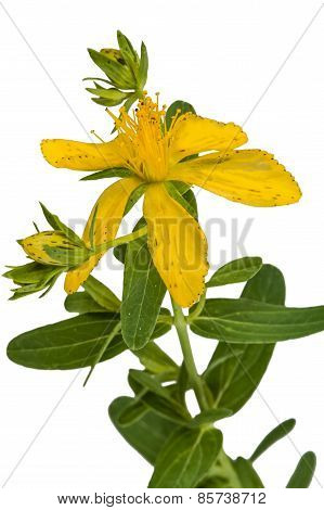 Flower Of Hypericum (latin Hypericum), Isolated On White Background