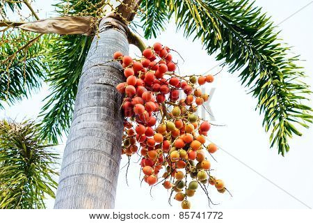 Cyrtostachys Renda (sealing Wax Palm, Lipstick Palm, Raja Palm, Maharajah Palm) , Ornamental Plant I