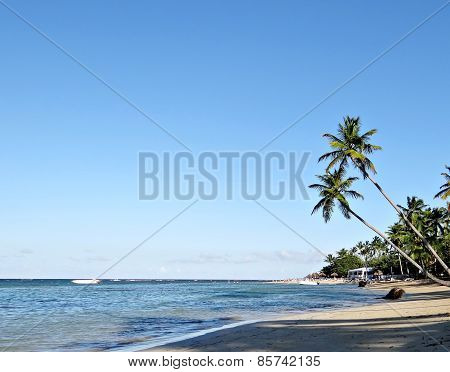 Palm trees on romantic beach