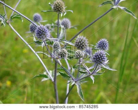 spiky flowers