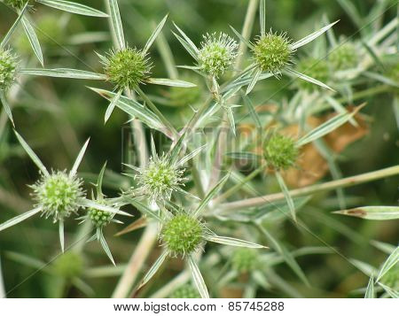 barbed grass