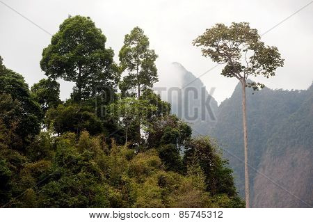 Tree In Forest At Cheow Larn Lake In Ratchaprapa Dam In Thailand.