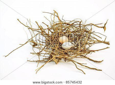 Bird Eggs And Net, Nest Zebra Dove (geopelia Striata).