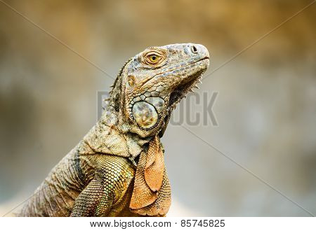 Close-up View Of Iguana On The Tree.