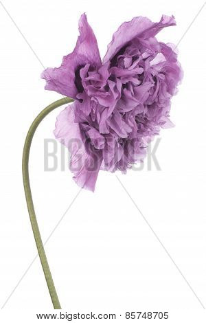 Poppy