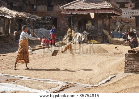 Woman Threshing Grain