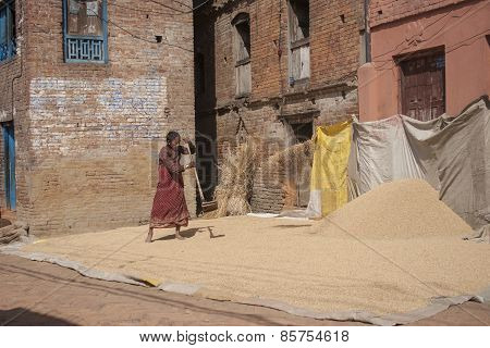 Woman Threshing Grain