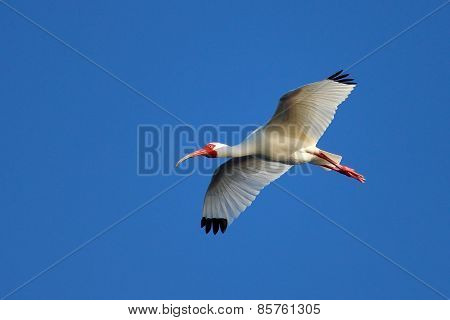 White Ibis Flying In Blue Sky