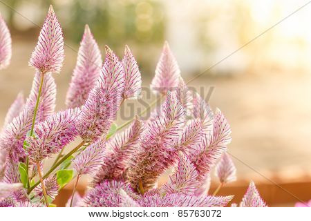 Ptilotus Exaltatus (joey) Flower