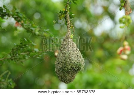 Bird's Nest