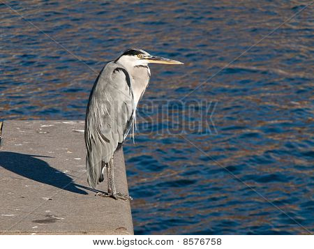 Héron cendré, Ardea cinerea sur le quai