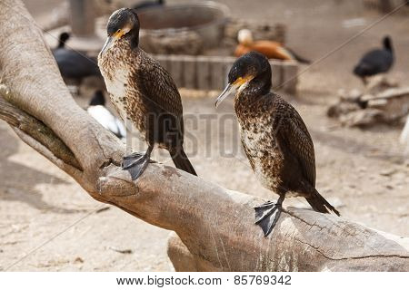Great cormorants