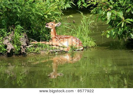 Bílé sledoval Fawn po dechu