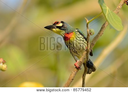Coppersmith Barbet