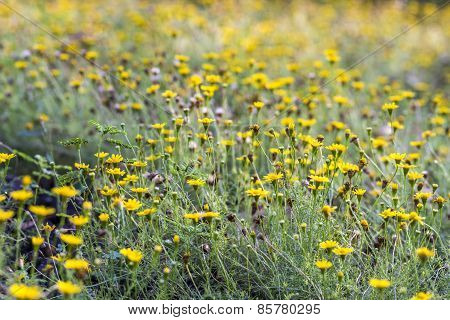 Creeping Daisy