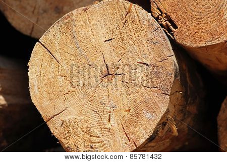 Timber