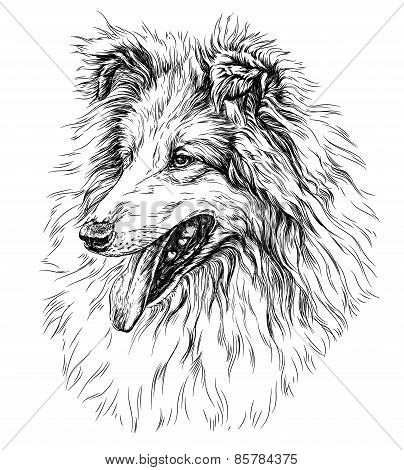 Sketch of Dog ?ollie