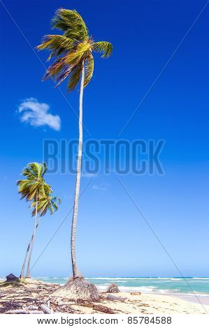 Palm Trees In Dominican Republic