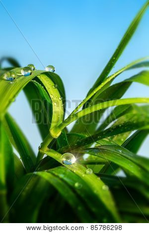 Drop of water on the grass