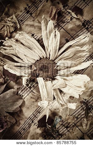 Dry Flower