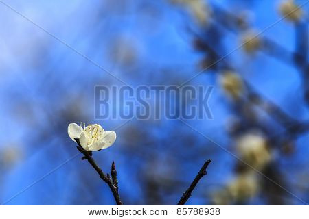 Plum Blossom Under The Clear Sky