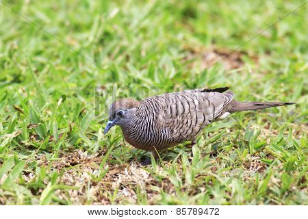 Peaceful dove on the grass.
