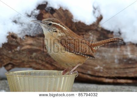 Carolina Wren On A Feeder