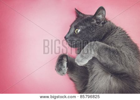 grey funny cat posing