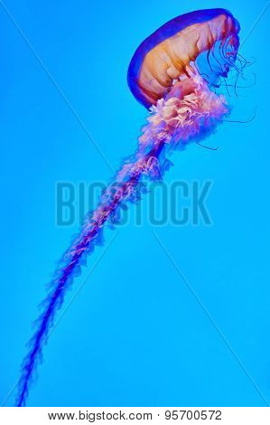 Beautiful Jellyfish .