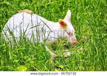 Cute Kangaroo.