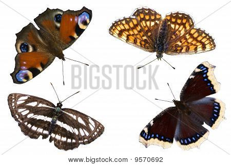 Las cuatro mariposas