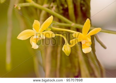 Phalaenopsis cornu cervi